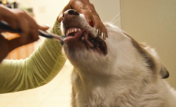 Wskazówki, jak dbać o zęby psa - Utrzymuj higienę jamy ustnej psa