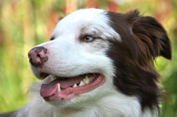 Wskazówki dotyczące pielęgnacji zębów psa - Ogólne zalecenia dotyczące pielęgnacji zębów psa