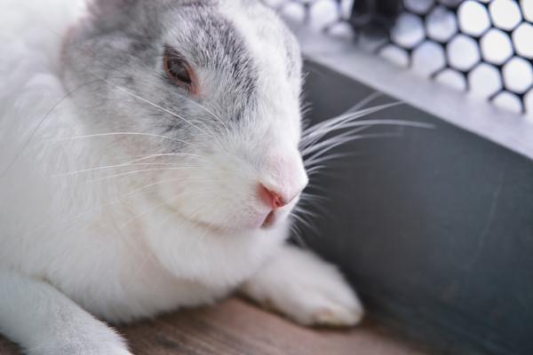 5 objawów, że królik umrze - 1. Nie je ani nie pije 