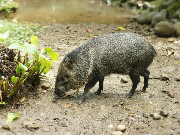 12 najbardziej zagrożonych zwierząt w Panamie - 11. Pekari z obrożami