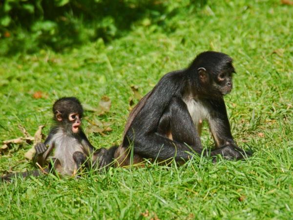 12 najbardziej zagrożonych zwierząt w Panamie — 6. Pająk małpy Geoffroya