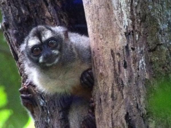 12 najbardziej zagrożonych zwierząt w Panamie - 5. Panamska nocna małpa