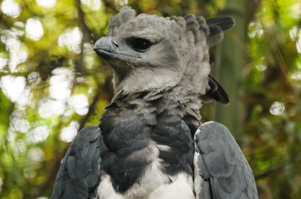 12 najbardziej zagrożonych zwierząt w Panamie - 9. Harpia Eagle