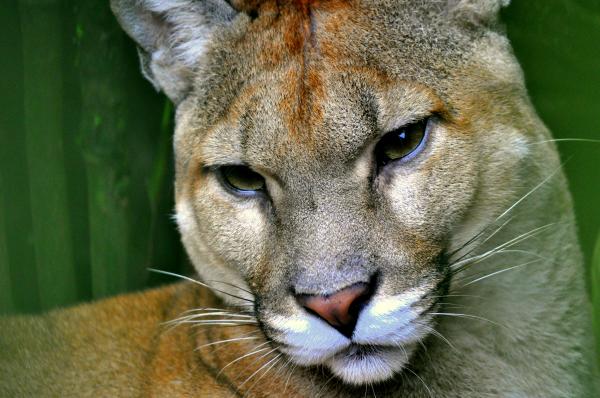 12 najbardziej zagrożonych zwierząt w Panamie - 10. Puma z Ameryki Środkowej