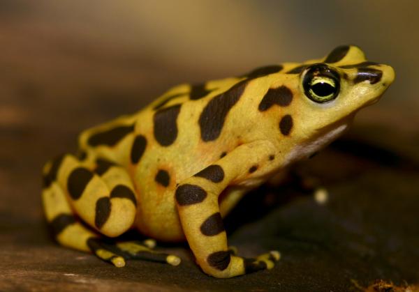 12 najbardziej zagrożonych zwierząt w Panamie - 1. Panamska złota żaba