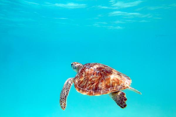 12 najbardziej zagrożonych zwierząt w Panamie — 8. Żółw karetta