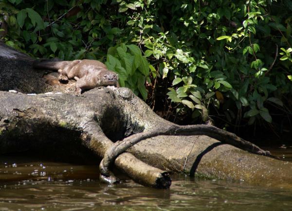 12 najbardziej zagrożonych zwierząt w Panamie - 7. Lobito de río 
