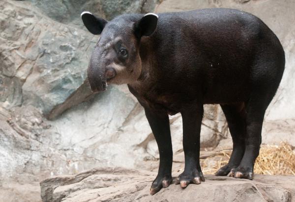 12 najbardziej zagrożonych zwierząt w Panamie - 2. Samiec buszu lub tapir z Ameryki Środkowej