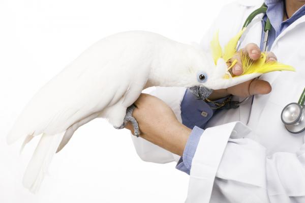 Najczęstsze choroby ptaków domowych - ospa drobiu