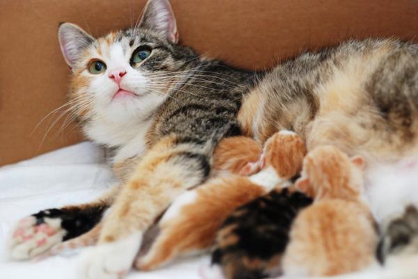 Jak długo trwa ciąża kota?  - Ile kotów może urodzić kot?