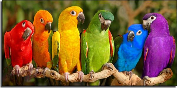 Znane imiona papug - imiona innych znanych papug