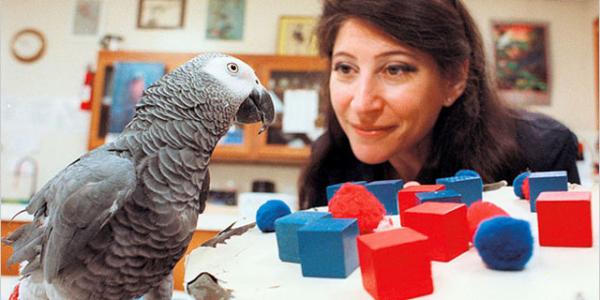 Znane imiona papug - Alex the Talking Parrot
