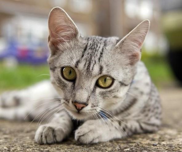 8 ras szarych kotów - Szare rasy kotów w trudnej sytuacji