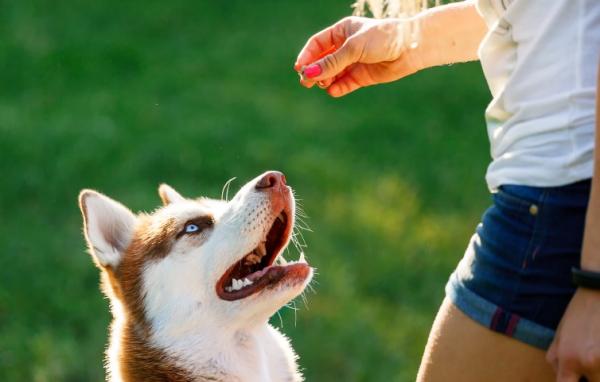 15 błędów przy szkoleniu psa - 7. Bardzo długie lub bardzo krótkie sesje szkoleniowe