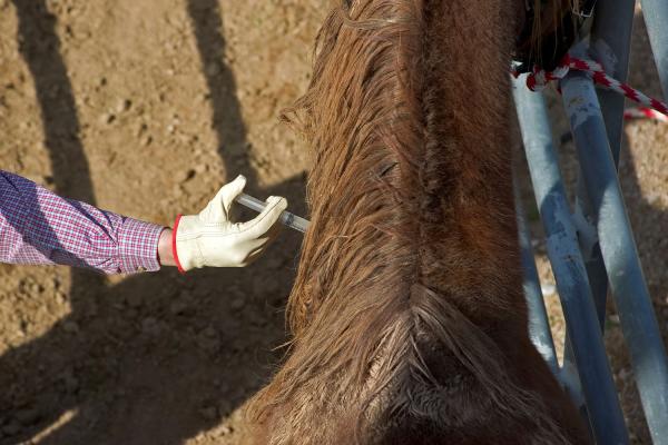 Najczęstsze choroby koni - Tężec u koni
