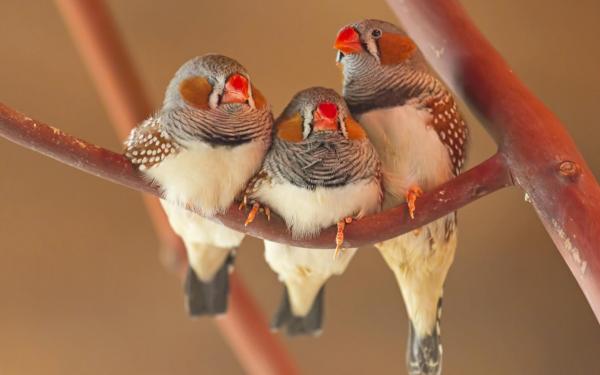Hodowla Mandarin Diamond - Lokalizacja nowych ptaków