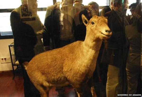 10 zwierząt wymarłych z powodu ludzi - 4. Pirenejska koza górska lub bucardo