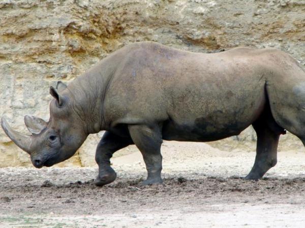 10 zwierząt wymarłych z powodu ludzi - 6. Nosorożec czarny zachodni 