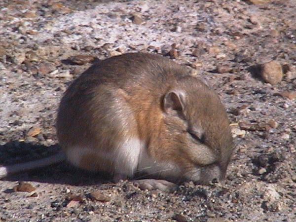 Szczur kangur jako zwierzę domowe - zachowanie
