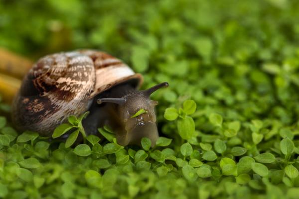 Imiona dla ślimaków - Słodkie i ładne imiona dla samic ślimaków