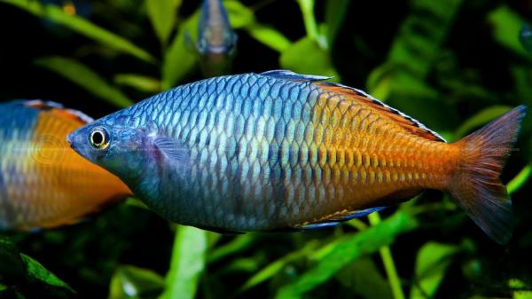 Reprodukcja tęczowych ryb - rytuał godowy