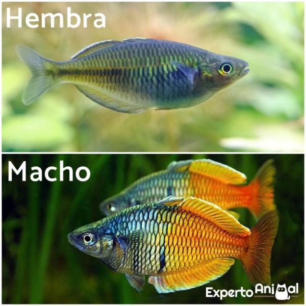 Rozmnażanie ryb tęczowych - różnice między płciami