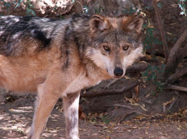 Wilk meksykański zagrożony wyginięciem - Przyczyny - Dlaczego wilk meksykański jest zagrożony wyginięciem? 