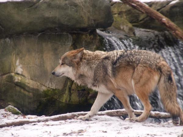 Wilk meksykański zagrożony wyginięciem - Przyczyny - Charakterystyka i rozmieszczenie wilka meksykańskiego