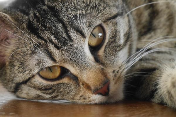 Najczęstsze choroby kotów - najczęstsze poważne choroby u kotów