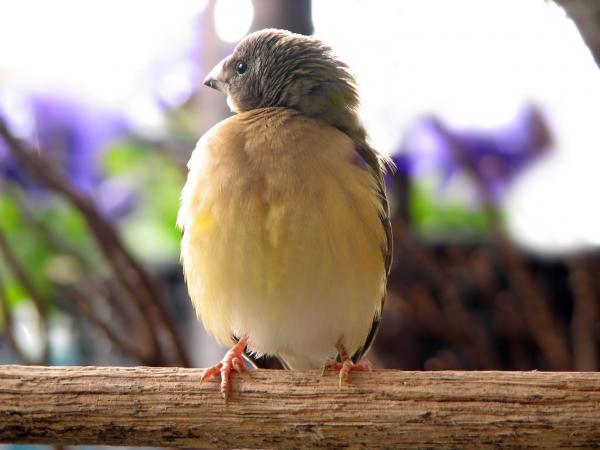 Dziwonia Gouldian - Pisklęta z gniazda