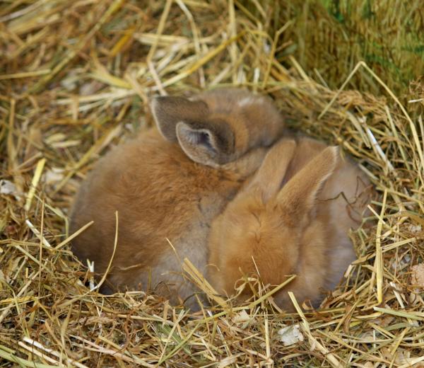 Jak rodzą się króliki?  - Kiedy oddzielić małe króliki?