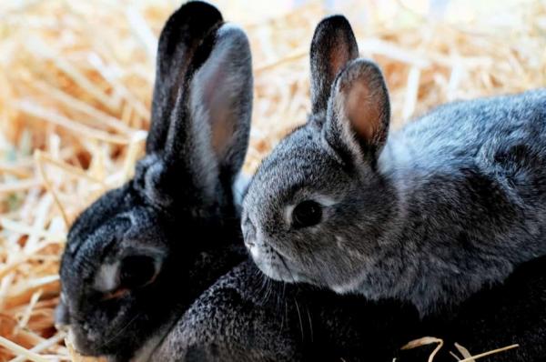 Jak rodzą się króliki?  - W jakim wieku rozmnażają się króliki?