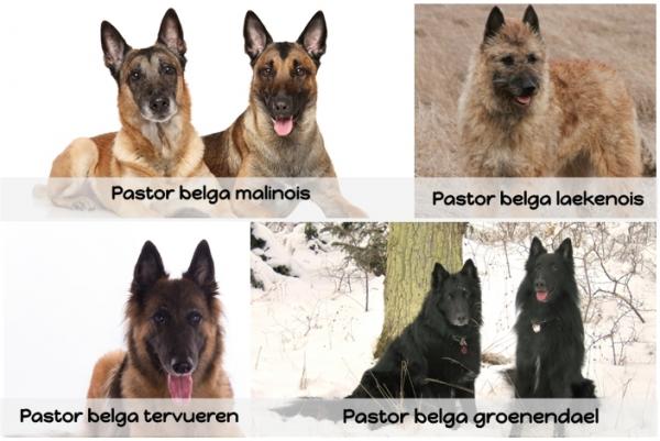Różnice między owczarkiem niemieckim a owczarkiem belgijskim - odmiany owczarka belgijskiego