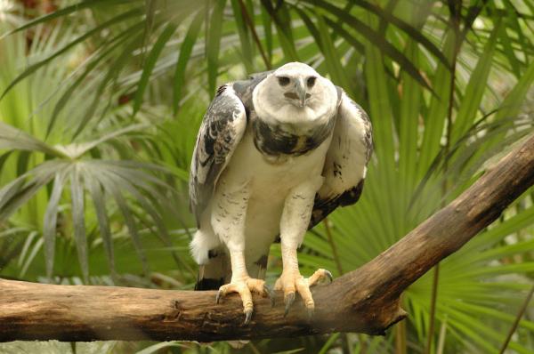 10 zwierząt zagrożonych wyginięciem w Wenezueli - 7. Harpia Eagle