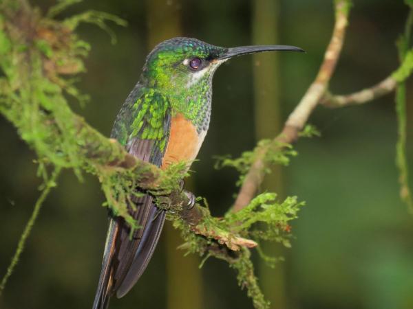 10 zwierząt zagrożonych wyginięciem w Wenezueli - 2. Koliber skorek