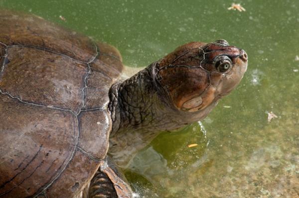 10 zwierząt zagrożonych wyginięciem w Wenezueli - 4. Żółw Arruu 