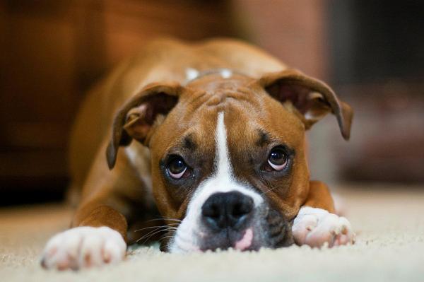 Najczęstsze choroby psów bokserów - Niedoczynność tarczycy