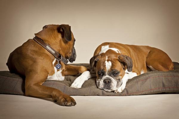 Najczęstsze choroby psów bokserów - dysplazja stawu biodrowego