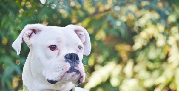 Najczęstsze choroby u psów bokserów - głuchota u psów białych bokserów