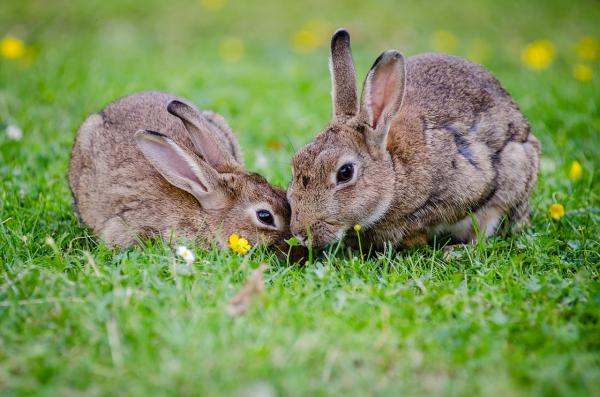 Jak rozmnażają się króliki?  - W jakim wieku rozmnażają się króliki?