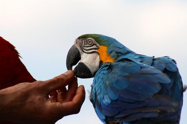 Zakazany pokarm dla papug - objawy zatrucia