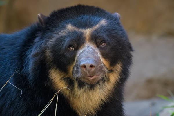 10 zwierząt zagrożonych wyginięciem w Kolumbii - 3. Niedźwiedź okularowy