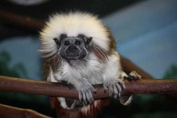 10 zwierząt zagrożonych wyginięciem w Kolumbii - 9. Małpa białogłowa