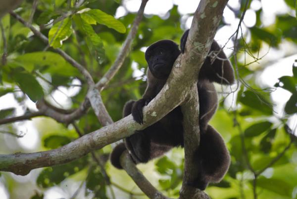 10 zwierząt zagrożonych wyginięciem w Kolumbii - 5. Kolumbijska małpa włochata