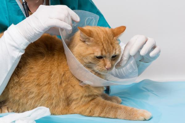 Sterylizacja kotów - Ceny, wiek i pielęgnacja - Sterylizacja kotów: pooperacyjna