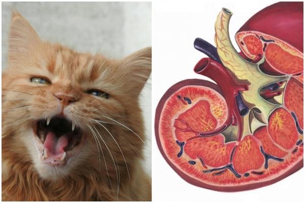 4 objawy choroby nerek u kotow