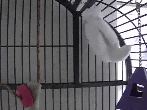 4 objawy stresu u papug - Nieprawidłowe zachowanie i stereotypy u papug żyjących w niewoli