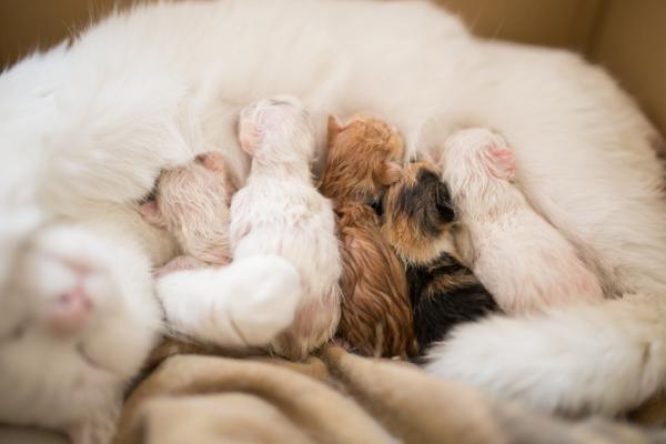 4 problemy w narodzinach kota
