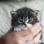 5 najmniejszych ras kotow na swiecie