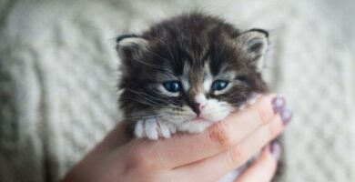 5 najmniejszych ras kotow na swiecie